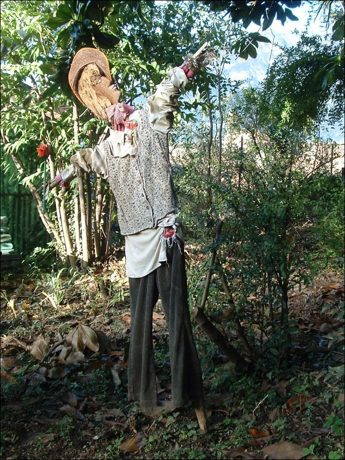 Luisa Rota Sperti - Spaventa i passeri ? Does it scare the crows ?