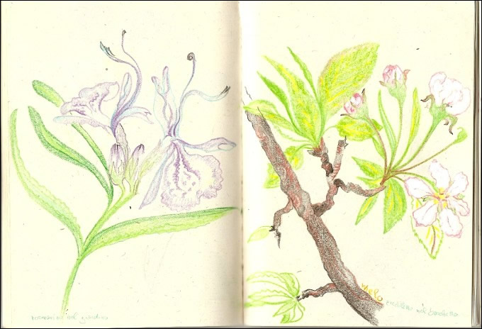 Luisa Rota Sperti  -  Spring in Somana